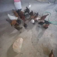 مرغ خروس جوجه ب|حیوانات مزرعه|کوهدشت, |دیوار