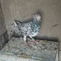 کبوتر  سرور دورگ طوقی هفت رنگ