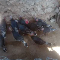 بوقلمون های جوان|حیوانات مزرعه|قیدار, |دیوار