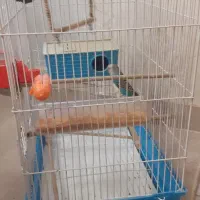 مرغ عشق نر با قفس و وسایل|پرنده|اسلامشهر, شهرک قائمیه|دیوار