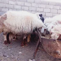 گوسفندوقوچ|حیوانات مزرعه|سربیشه, |دیوار