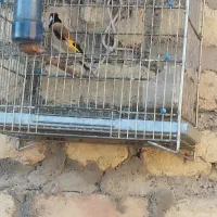 سهره اسلام آباد