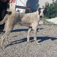 سگ البای نر|سگ|گنبد کاووس, |دیوار