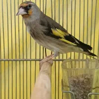 سهره کرمانی دورگه|پرنده|فردیس, نگارستان|دیوار