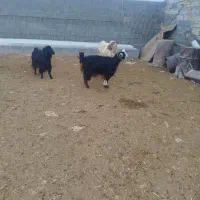 بز ابستن|حیوانات مزرعه|سرپل ذهاب, |دیوار