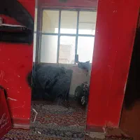 دو عدد آینه قدی ساده و رفکس پشت چوبی چراغ دار|آینه|ورامین, ورامین|دیوار