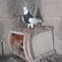 کبوتر طوقی|پرنده|چهاربرج, |دیوار