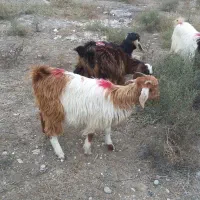 پارس اباد|حیوانات مزرعه|پارس‌آباد, |دیوار