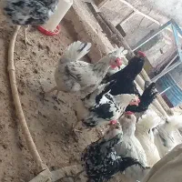 تخم نطفه دار گلین|حیوانات مزرعه|خمینیشهر, |دیوار