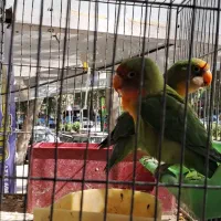 طوطی برزیلی