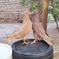 کفتر کبوتر سرخ کرمانی زرد کرمانی|پرنده|مه ولات, |دیوار