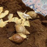 حلزون آچاتینا