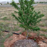 باغ در مزرعه امند 15دقیقه راهه از تبریز|فروش خانه و ویلا|صوفیان, |دیوار