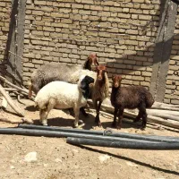 گوسفند و بره (میه و ورک)