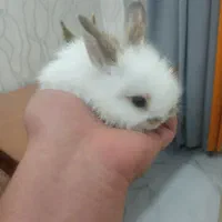 خر گوش