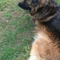 فروش سگ نگهبان ژرمن