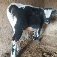 گوساله دورگه