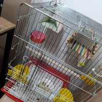 طوطی گرینچیک|پرنده|شهرکرد, |دیوار