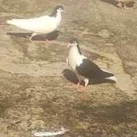 کبوتر جوجه رنگی وکود