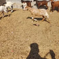 معاوضه بز خوب داشتی با میش خوب