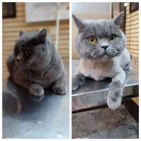 کوتاهی اصلاح و پیرایش حیوانات خانگی(سگ و گربه)|خدمات پیشه و مهارت|مشهد, آبکوه|دیوار