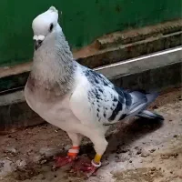 بدرنگ افغان وزرد