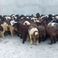 ۶۸ راس بره سبک سپیدان