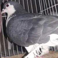 نر و ماده|پرنده|سراوان, |دیوار