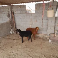 بره نروماده افشاری