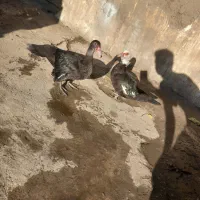 اروردک خارجی نروماده چاق|حیوانات مزرعه|رامیان, |دیوار