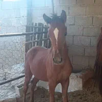 مادیان و کره نر یک سر