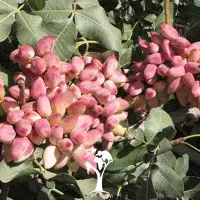 رکورد عجیب پسته/ ۵۰ کیلو خشک از یک درخت