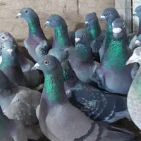 ۵۰تا پلاکی پرشی دانه ۱۸۰