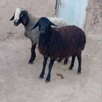 فروش چهار رس بره