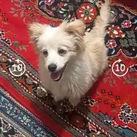 واگذاری سگ|سگ|چناران, |دیوار