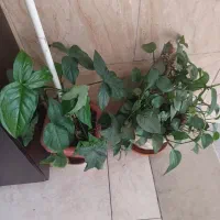 گل فروشی