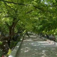 780متر-درختان-بارده-40ساله-سندتک-برگ-عرصه-اعیان