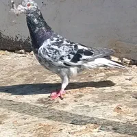 دوتا دورگ درج یک