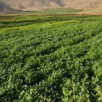 فروش زمین کشاورزی آبی کوهرنگ