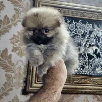 پامر خرسی|سگ|اصفهان, کوی نرگس|دیوار