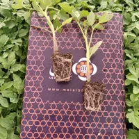 بذر، کشت نشا|خدمات باغبانی و درختکاری|ابهر, |دیوار