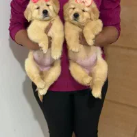 گلدن رتریور