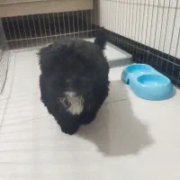 واگذاری سگ مالتیپو