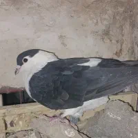 کفتر ساده افغان