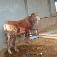 گوساله. گاو نر