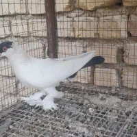 فردش کبوتر|پرنده|فلاورجان, |دیوار