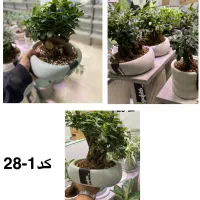 فروش انواع بنسای گیاه کادویی،هدیه ارسال از اصفهان|گل و گیاه طبیعی|تهران, آرژانتین|دیوار