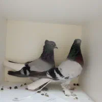 دو جفت سبز کفتر سبز دم سفید عطیقه|پرنده|تهران, تهرانپارس جنوبی|دیوار