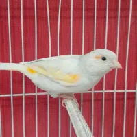 قناری مزاییکی ماده