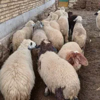 گوسفند آبستن